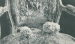Malaval Robert   L'Aliment blanc expo Daniel Gervis 1971