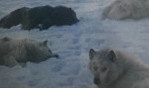 Arctique   Frison Roche